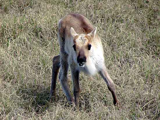 Wildlife, fishing, hunting, hiking, camping all at Real Alaskan Cabins and RV Park in south central Alaska