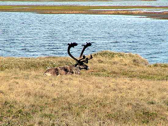 Wildlife, fishing, hunting, hiking, camping all at Real Alaskan Cabins and RV Park in south central Alaska