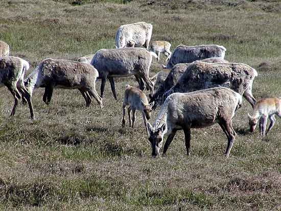 Wildlife, fishing, hunting, hiking, camping all at Real Alaskan Cabins and RV Park in south central Alaska