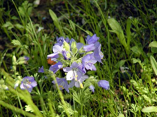 Beautiful wildflowers of Alaska