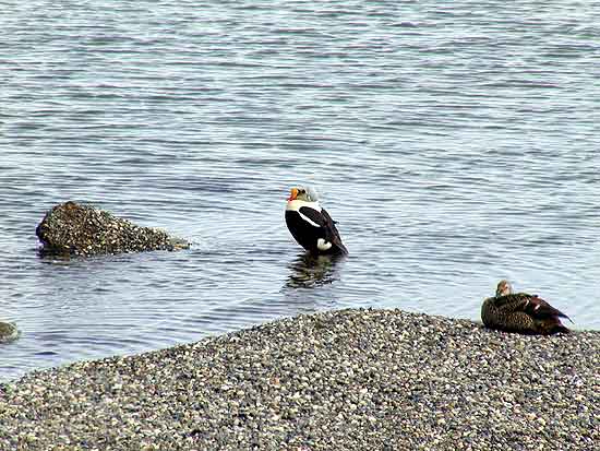 Ider - one of the many birds you'll see in Alaska