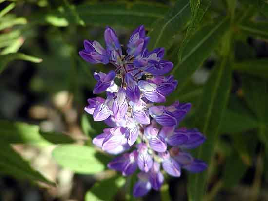 Alaskan wildflowers