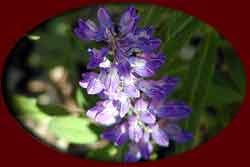 Beautiful Alaskan wildflowers