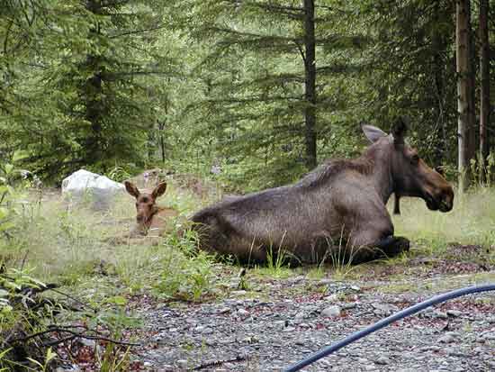 Mom and baby moose